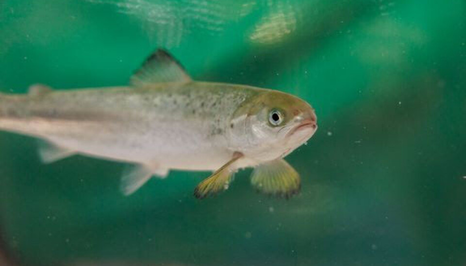 Forskningen viser at laksesmolt er utsatt for å få feil i ribbein i siste periode i ferskvann og de første månedene i sjø.