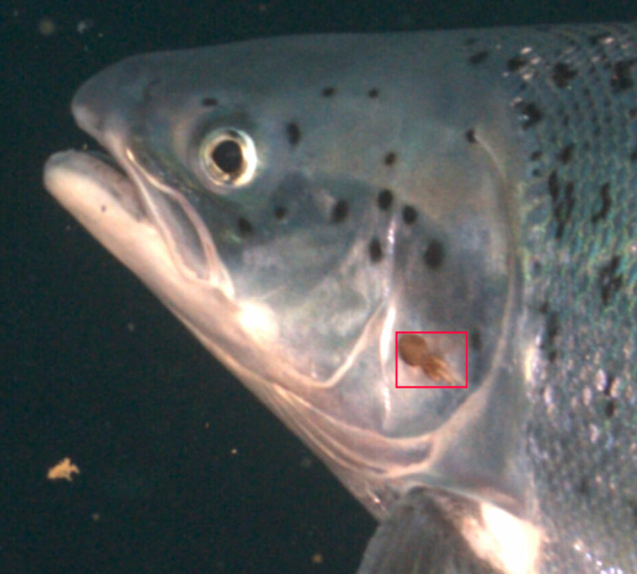 De siste årene har Optoscale jobbet intenst med deres kamerateknologi som skal automatisk telle lakselus på fisken. Tirsdag, denne uken kom nyheten om at deres systemer nå er godkjent og oppdretterne kan gå bort fra manuell lusetelling.