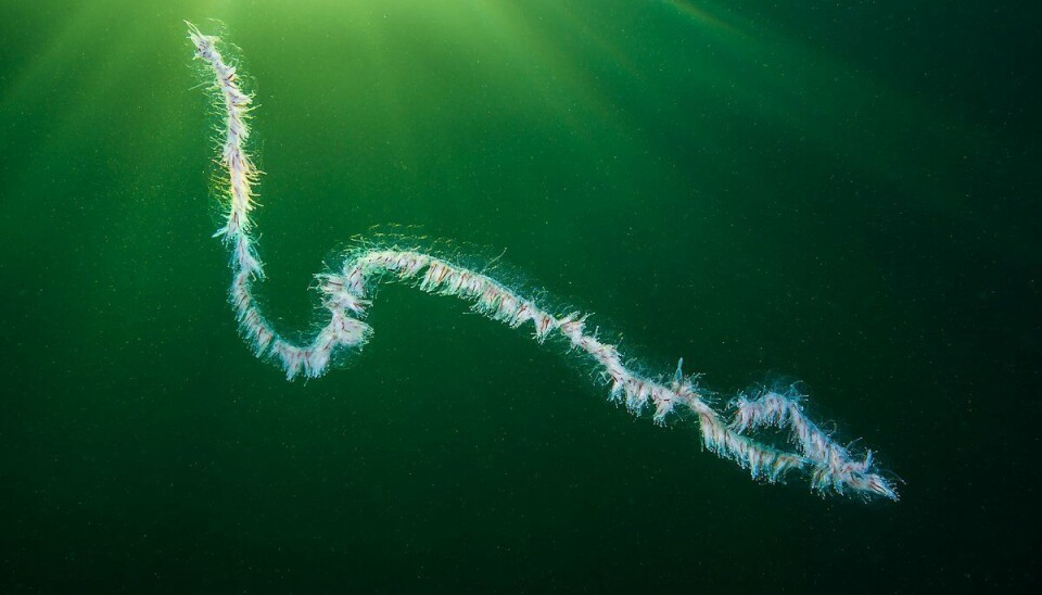 Perlesnormaneten er en kolonimanet og kan bli hele 30 meter lang.