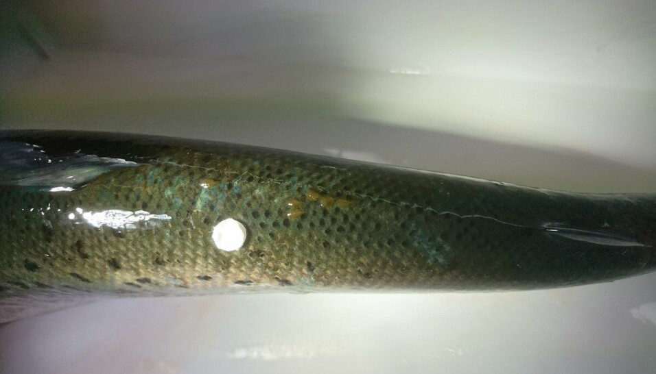 For å undersøke hvordan laksen reagerer på lakselus ble det tatt hudprøver der lusene hadde festet seg på fisken.