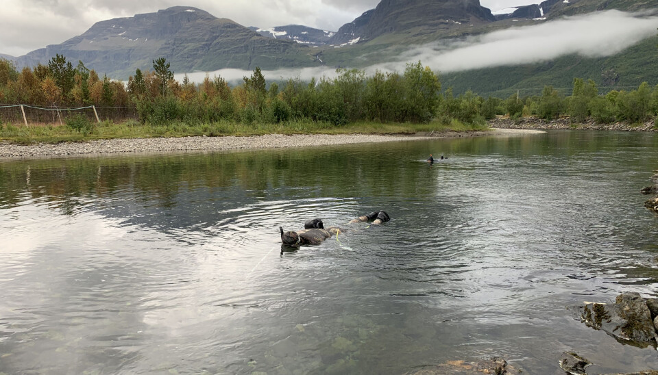 Gytefisktelling i Skibotnelva, som er en av tre elver i Skibotnregionen i Troms og Finnmark som nå er friskmeldt for den dødelige lakseparasitten Gyrodactylus salaris.