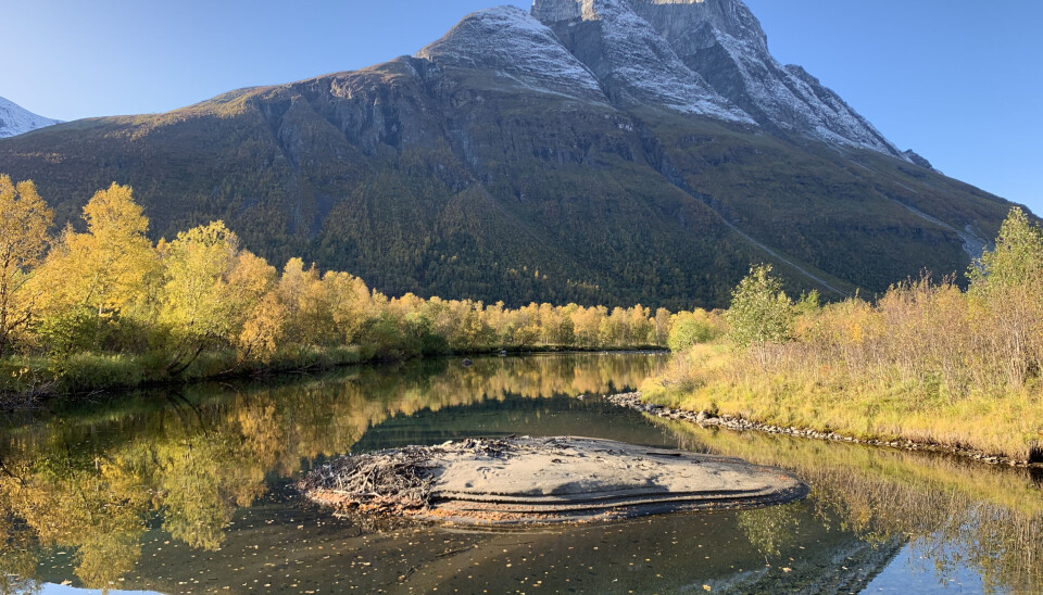 Signaldalelva i Troms og Finnmark er blant elvene som nå er friskmeldt for lakseparasitten Gyrodactylus salaris. Fjellet Otertinden i bakgrunnen.