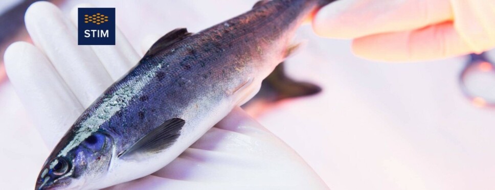 Fiskehelsebiolog eller veterinær, vikariat