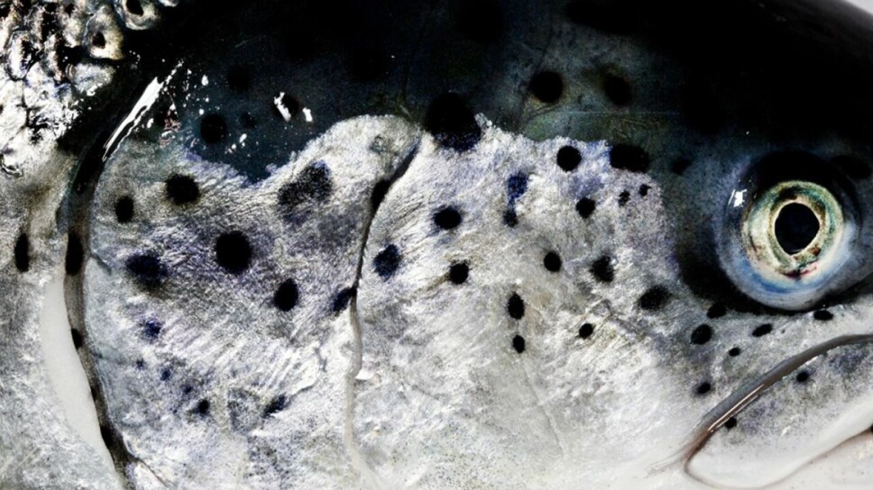 Et FHF-finansiert prosjekt gjennomført av UiB har sett på hvordan gjellehelsen til laks blir påvirket ved avlusing og notrengjøring.