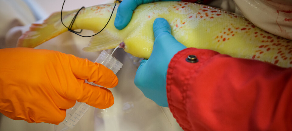 Betydelige muligheter innen genredigering av laks