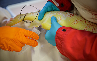 Støtter VKMs negative holdning til å teste steril CRISPR-laks i sjø