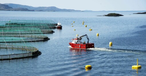Vil vurdere havbruk til havs på Helgelandskysten