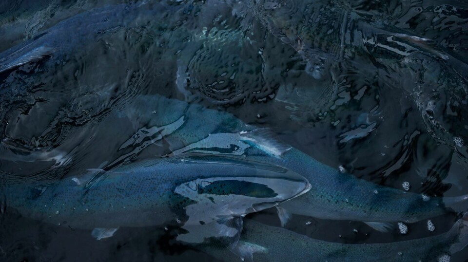 FHF har finansiert et prosjekt som går på forebygging og kontroll av yersiniose.