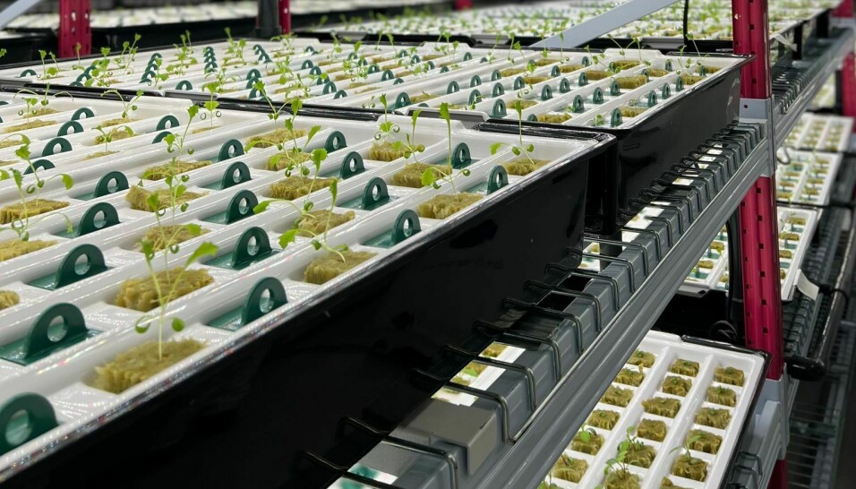 I fabrikken på Indre Kvarøy er det plass til over 60.000 salater. For GFL er sysselsetting viktig, og derfor har halvautomatiske produksjonslinjer vært et naturlig valg fremfor robotsystemer som er normalt i dag.