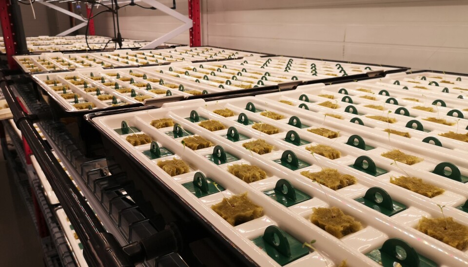 Selv om det er stor plass i fabrikken på Kvarøy, trenger GLF større arealer til å lage flere salater.