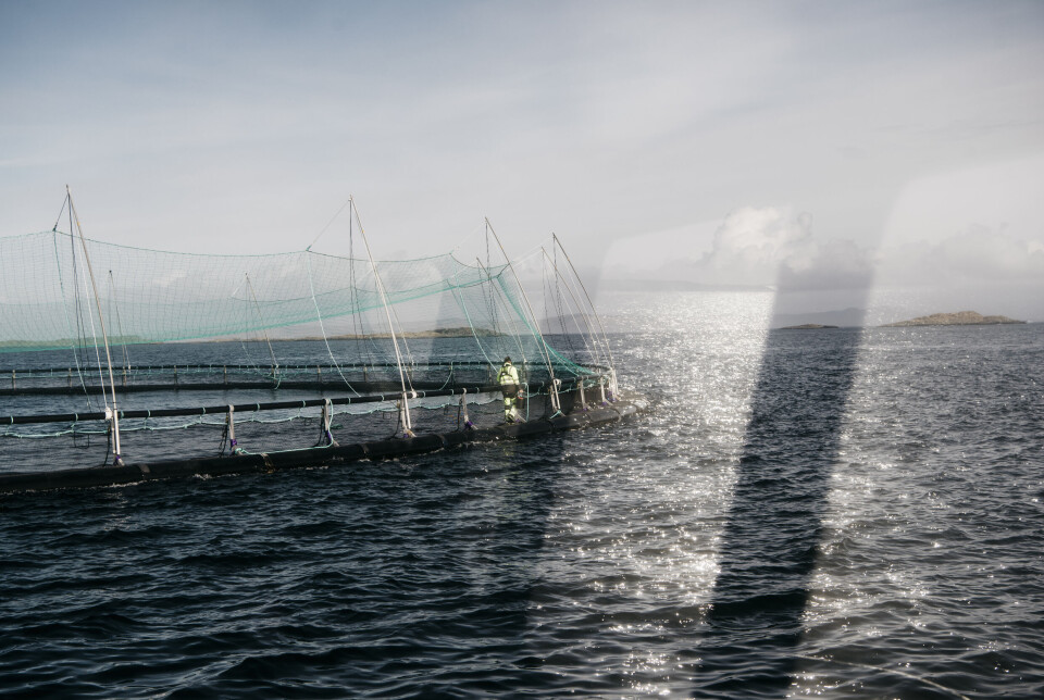 Grieg Seafood Rogaland opplyser de har ILA-mistanke i en av merdene deres på oppdrettsanlegget på Hestholmen i Kvitsøy kommune. Grieg Seafood Rogaland opplyser de har ILA-mistanke i en av merdene deres på oppdrettsanlegget på Hestholmen i Kvitsøy kommune.