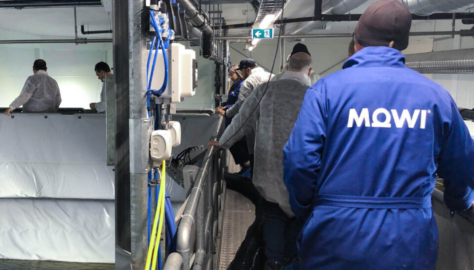 Illustrasjonsbilde: Mowi meddeler i dag at oppkjøpet av 51,28% av aksjene i Arctic Fish er gjennomført.