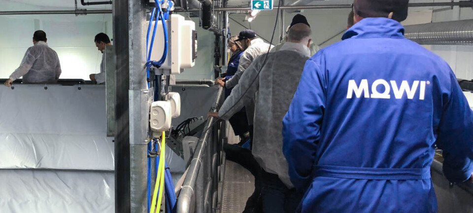 Mowi kjøper seg til aksjemajoritet i Arctic Fish