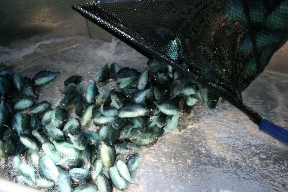 Rognkjeks. Foto: Tjeldbergodden Rensefisk.