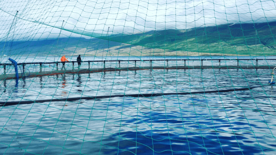 Det Islandske selskapet Ice Fish Farm har ansatt nordmannen Bjørn-Milliam Angell som ny sjøleder. Foto: Ice Fish Farm.