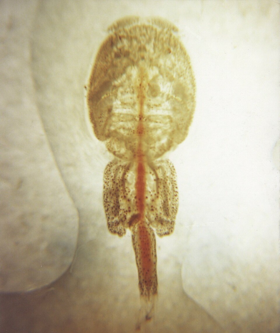 Lakselus