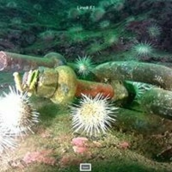 Inspeksjonsfoto fra en undervannsoperasjon. Foto: Njord Aqua.