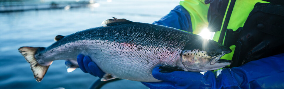 Fiskehelsebiolog/Veterinær