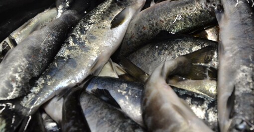Fiskehelserapporten 2015 lagt frem