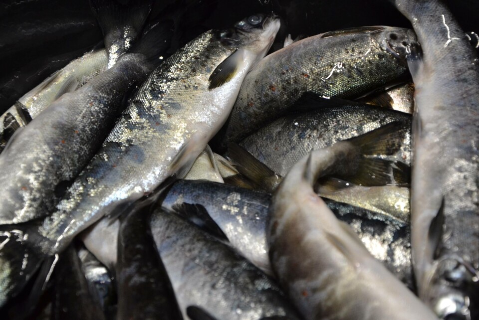 Død postsmolt. Illustrasjonsfoto: Linn Therese S Hosteland.