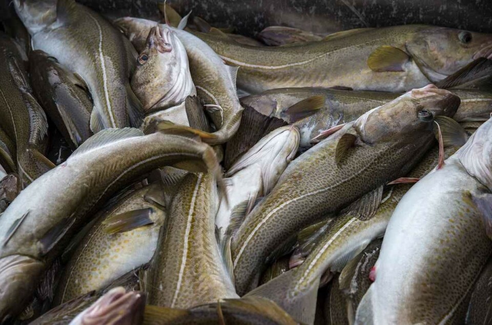 Har du sett noen slike i Nordland? Fiskeridirektoratet vil i så fall gjerne høre om det.