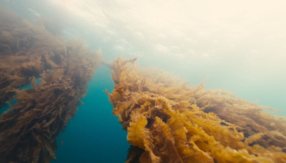 Seaweed Solutions har hentet 46 millioner kroner i frisk kapital. Seaweed Solutions har hentet 46 millioner kroner i frisk kapital.