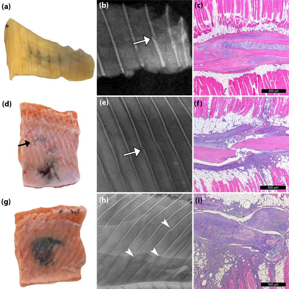 Muskelprøver med bruddskader understøttet av røntgen og histologisk analyse. Muskelprøver med bruddskader understøttet av røntgen og histologisk analyse.