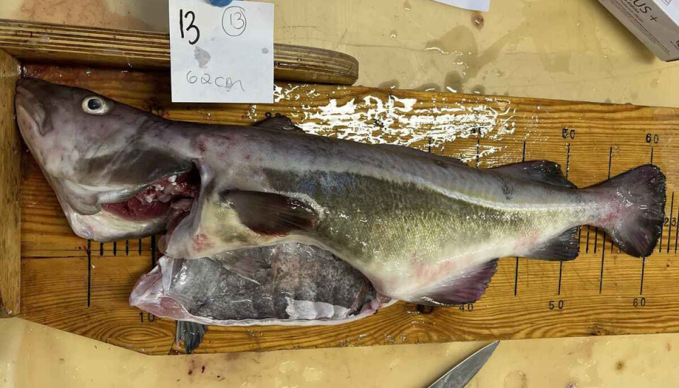 Fiskeridirektoratet innhenter prøver fra den gjenfangede fisken og fra Norcod sitt anlegg for å finne svar på hvor torsken kommer fra.