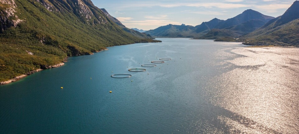 Statsforvalteren sier nei etter kritikk fra torskeoppdretter