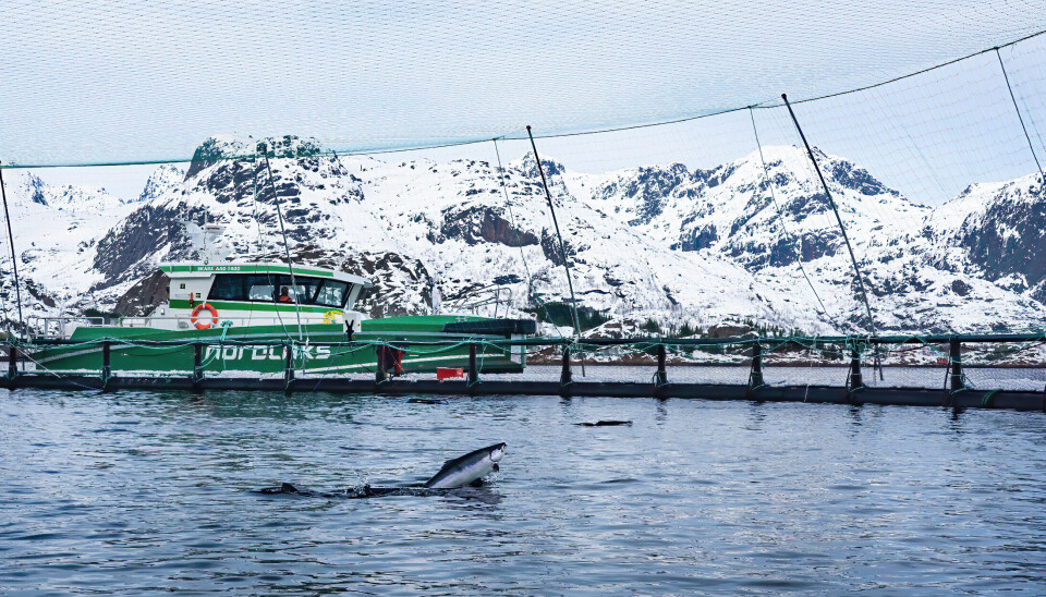 Det er mye verdier som har gått tapt som følge av algeoppblomstring på Nordlaks sine lokaliteter.