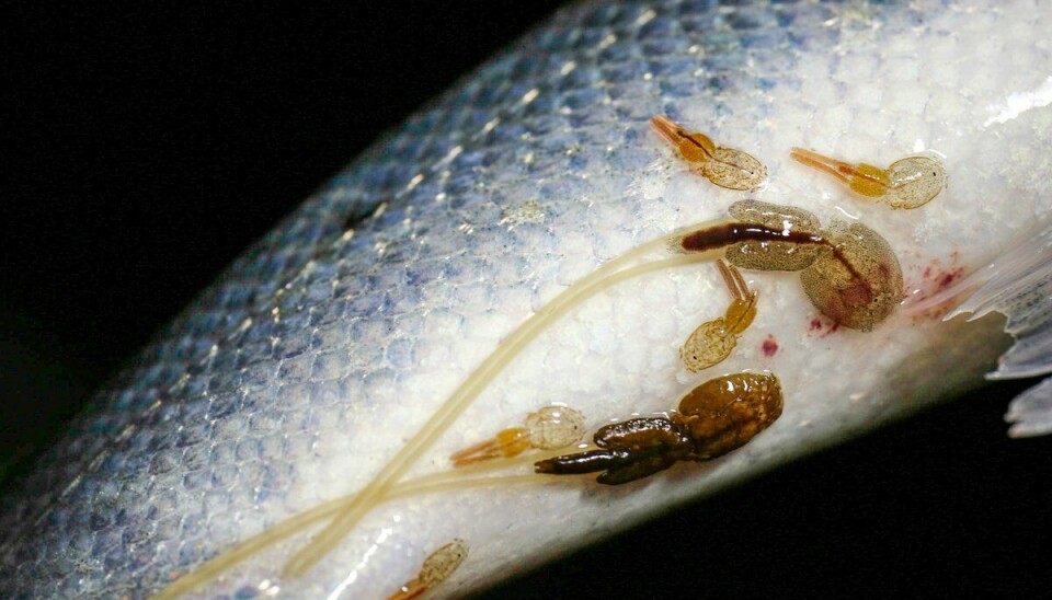 Havforskningsinstituttet overvåker mengden lakselus på vill laksefisk hvert år. Her er en sjøørret med lakselus på haleroten.
