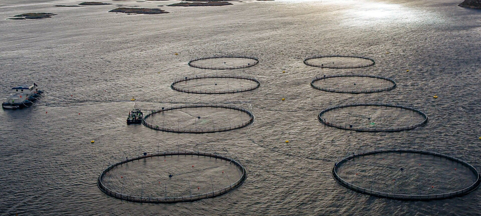 Egg fra oppdrettstorsk funnet i Meløy i Nordland