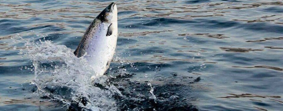 Norsk Marin Fisk og Stjernfarm har søkt om tre utviklingskonsesjoner til konseptet Akvahub. Foto: Norsk Marin Fisk.