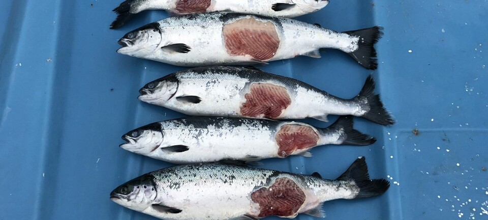 Gjør kunnskapsløft for å løse laksens sårutfordringer