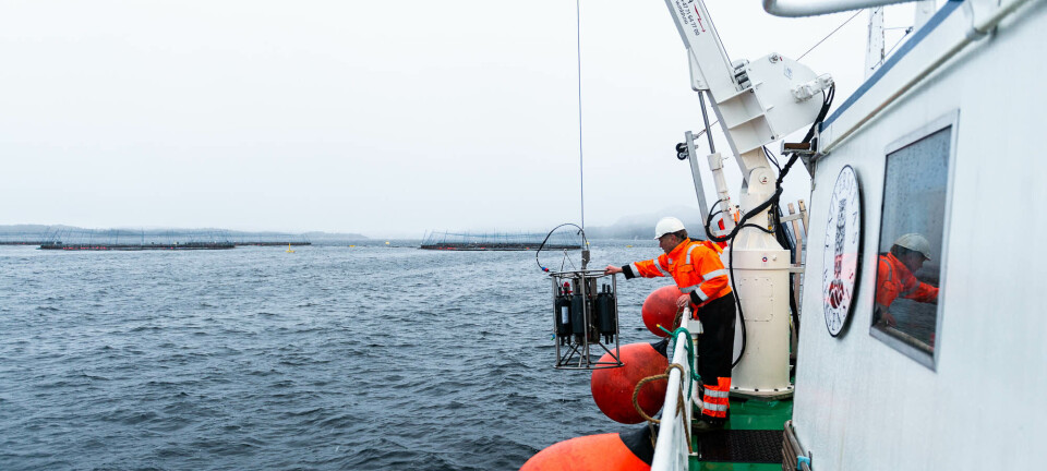 Kobber fra fiskeoppdrett har trolig negativ miljøeffekt