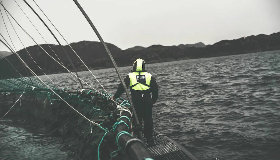 Grieg Seafood melder mistanke om ILA i en merd på deres lokalitet i Rogaland.