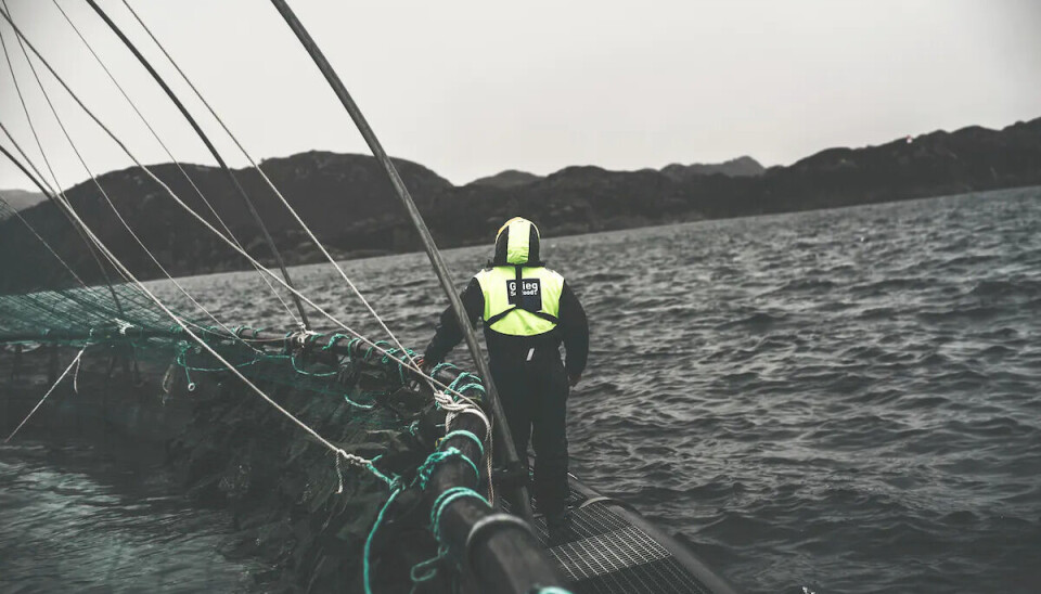 Grieg Seafood har hatt store problemer med parasitten Spironucleus salmonicida. Grieg Seafood har hatt store problemer med parasitten Spironucleus salmonicida.