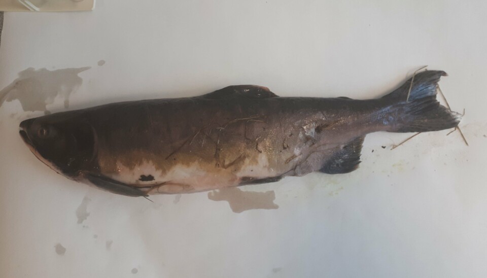 Pukkellaksen med ichthyophonose var en gyteklar hunnfisk. Den var apatisk og hadde bleke gjeller men var ellers i godt hold.