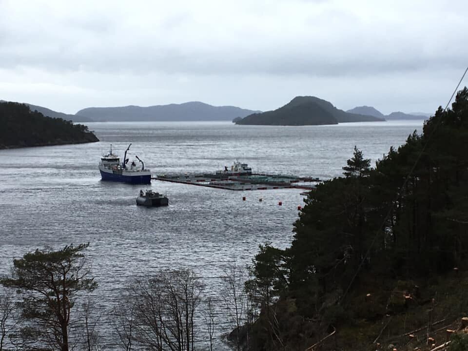 Barlindbotn settefisk er veldig glade for å ha oppnådd målet deres om å produseres storsmolt på 300 gram, og nylig ble den satt ut på lokaliteten Steinvik. Klikk for større bilde. Foto: Steinvik.