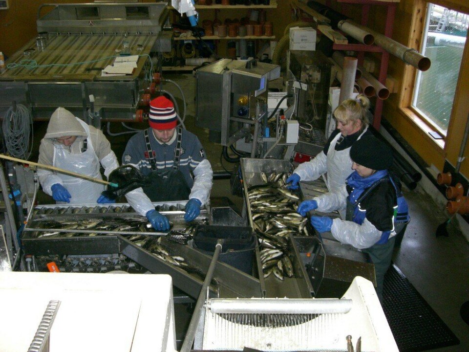 Steinvik Fiskefarm har nylig satt ut smolt på 300 gram, og ble selskapets største satt ut i sjø. Storsmolten er blitt produsert ved Barlindbotn Settefisk. Foto: Steinvik.