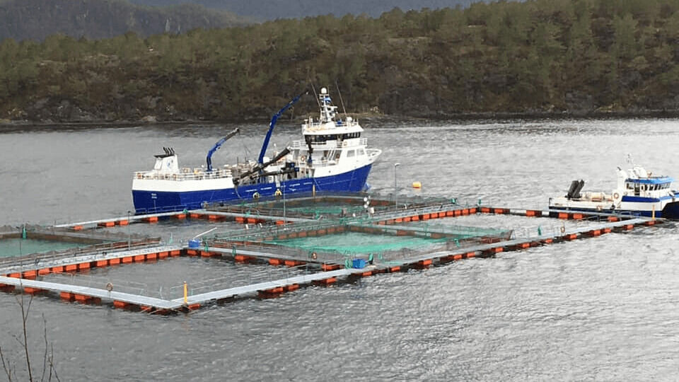 Rostein brønnbåten «Robas» og arbeidsbåten «Sendingen» jobber her i sterk vind med utsett av storsmolt på lokaliteten Steinvik. Foto: Steinvik.