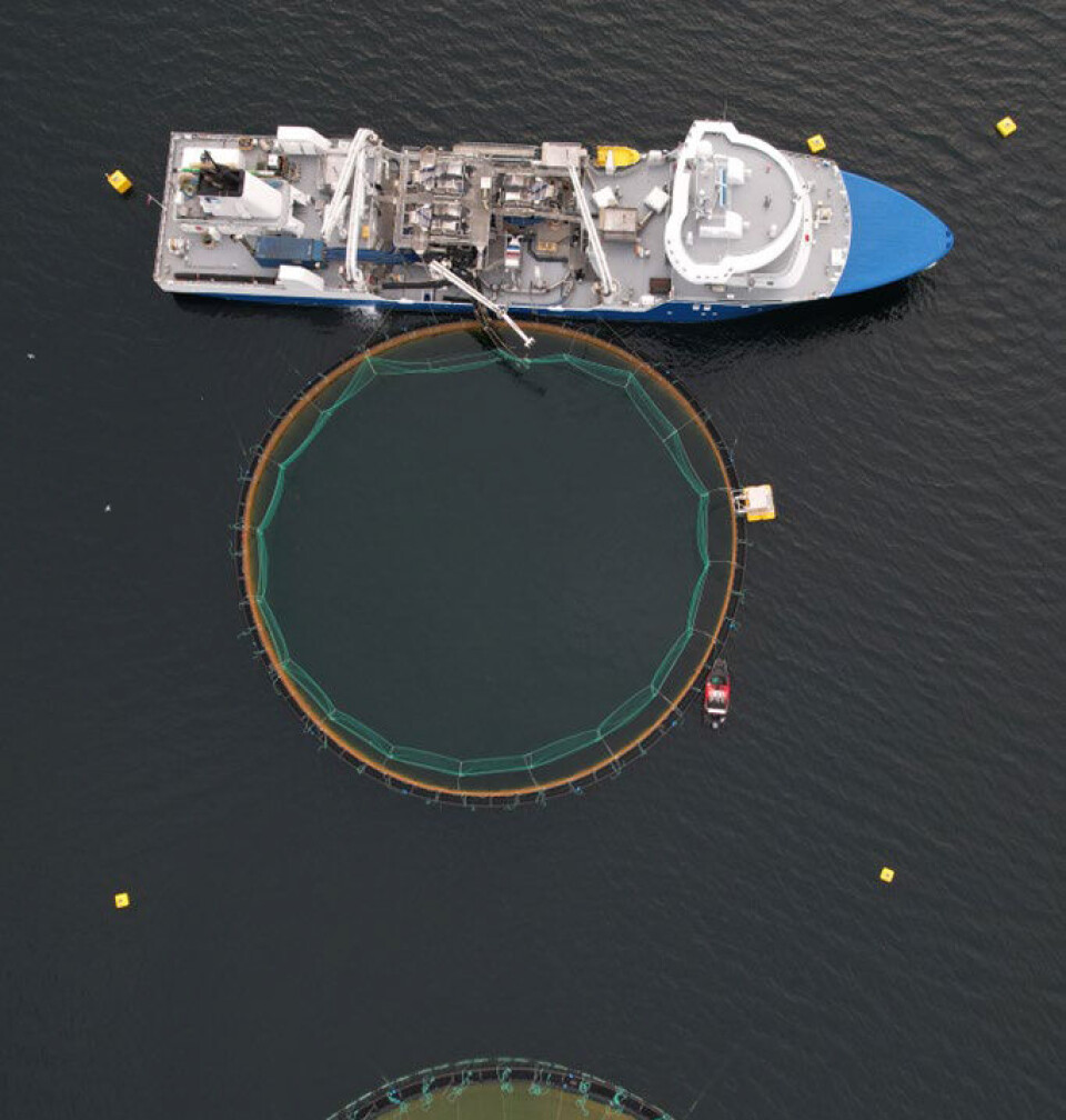 En av Nordic Halibut sine kveitemerder.