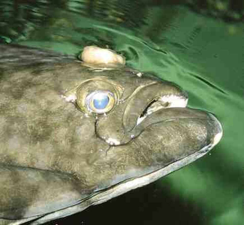 Kveite