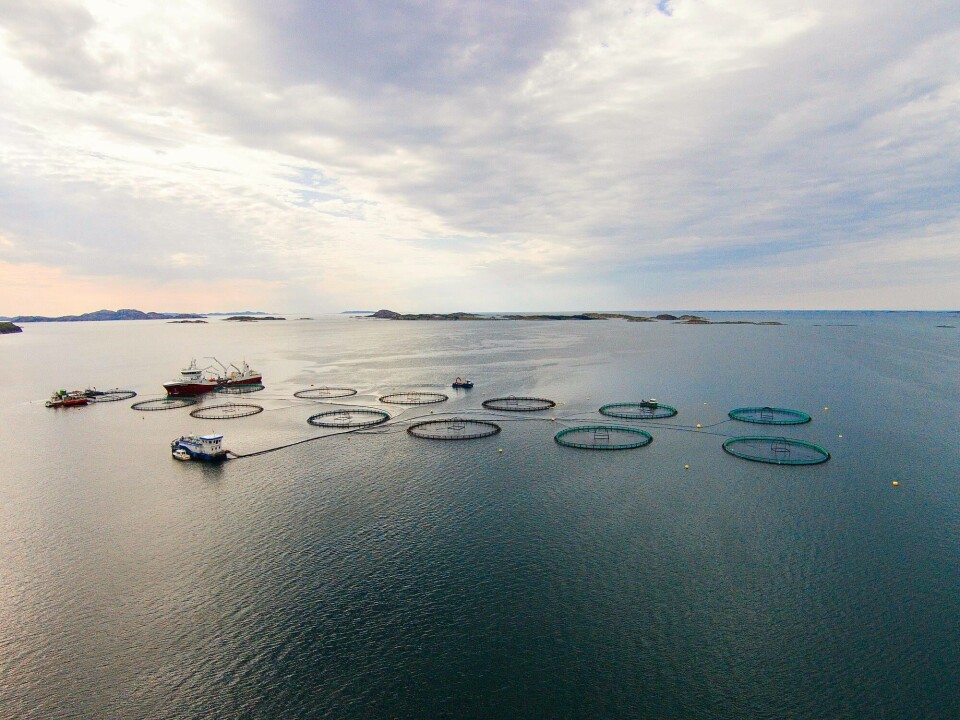 Produksjonsbilde fra Emilsen-lokaliteten Måneset i Nord-Trøndelag. Foto: Emilsen Fisk.