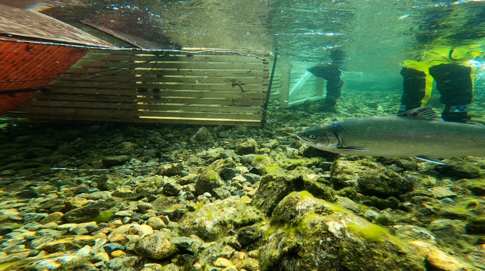 En sjørøye nærmer seg fellen som registrerer hvor mange fisk som passerer elven. En sjørøye nærmer seg fellen som registrerer hvor mange fisk som passerer elven.