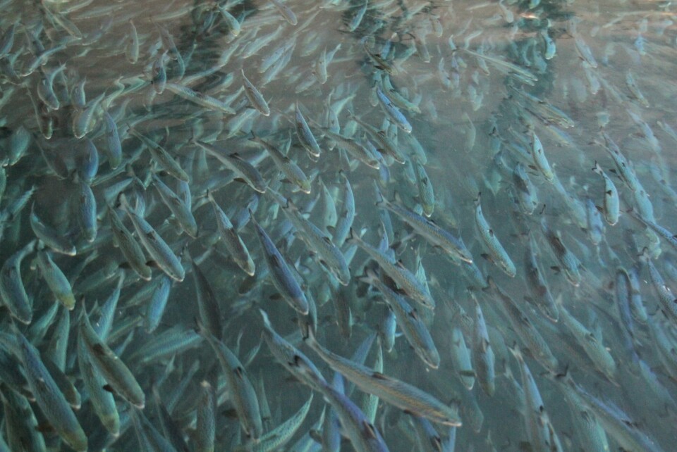 Den første settefisken til merdkanten, har nå blitt levert fra Cermaqs sitt anlegg på Forsan. Foto: røkter Trude Markussen på Forsan.