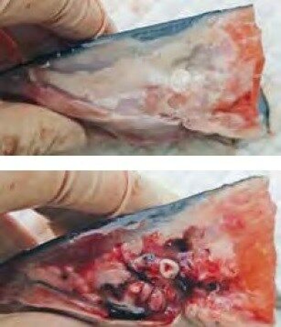 Funn i hoderegionen hos atlantisk laks som nylig har gjennomgått termisk avlusing. (A) Normal. (B) Omfattende blødninger. Foto: Norsk veterinærtidsskrift. Funn i hoderegionen hos atlantisk laks som nylig har gjennomgått termisk avlusing. (A) Normal. (B) Omfattende blødninger. Foto: Norsk veterinærtidsskrift.