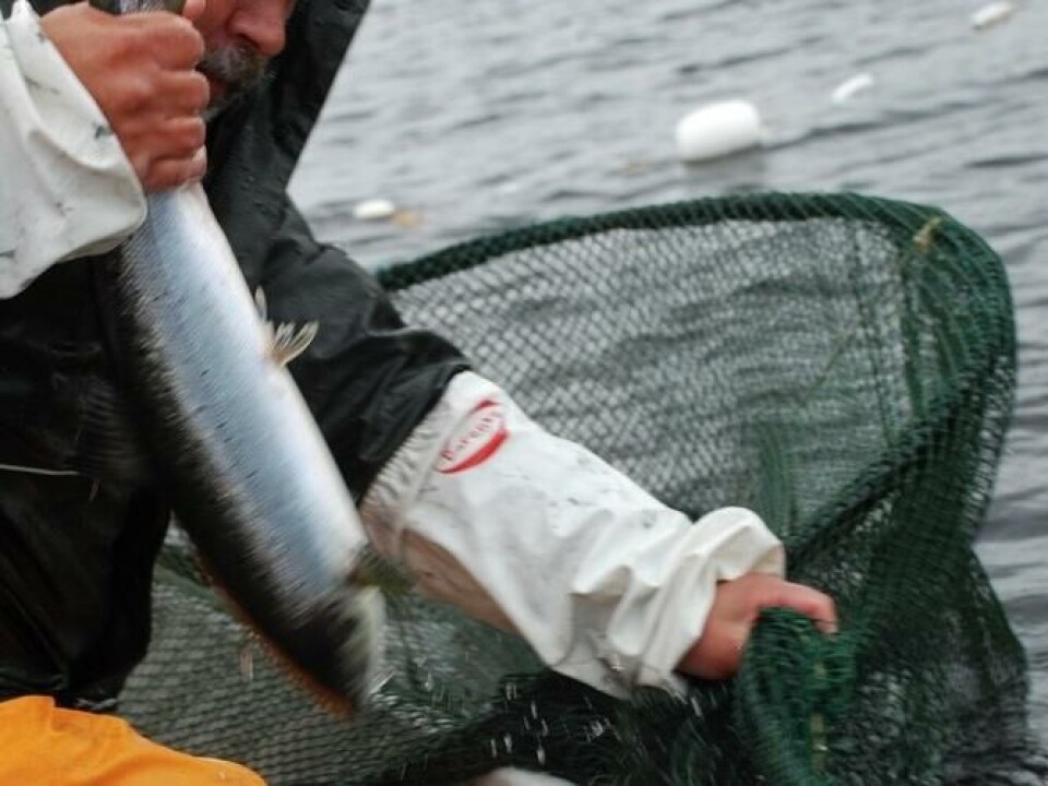 Rømt fisk, håv, garn, hull