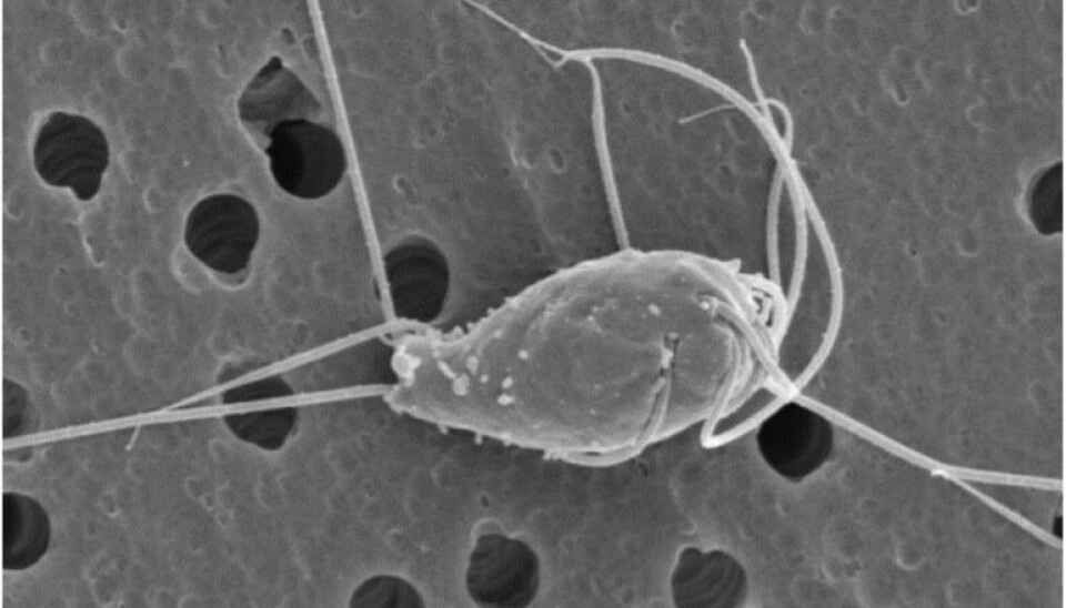 Parasitten Spironucleus salmonicida ble påvist i flere anlegg i 2022. Parasitten Spironucleus salmonicida ble påvist i flere anlegg i 2022.