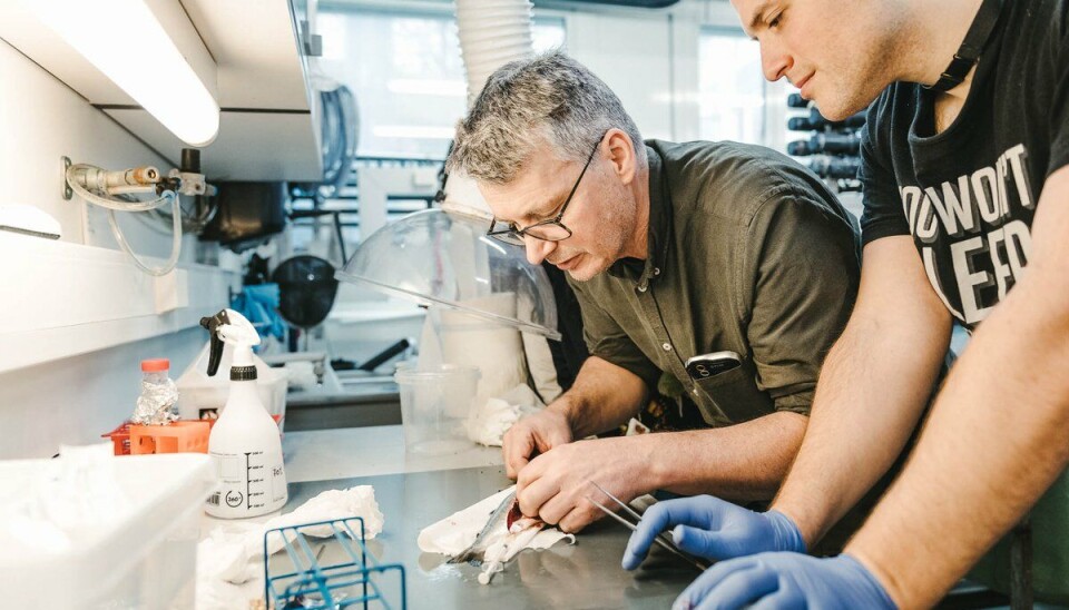 Forsker Egil Karlsbakk jobber med å finne ut hvordan de kan smitte fisken med parasitten. Forsker Egil Karlsbakk jobber med å finne ut hvordan de kan smitte fisken med parasitten.